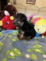 Max, a male Yorkshire Terrier for sale in Jacksonville, TX – 2 of 10