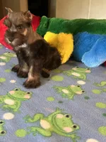 Coco, a male Miniature Schnauzer for sale in Jacksonville, TX – 9 of 9