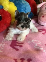 Katy, a female Miniature Schnauzer for sale in Jacksonville, TX – 6 of 9