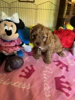 Ruby, a female Cavapoo for sale in Jacksonville, TX – 6 of 9
