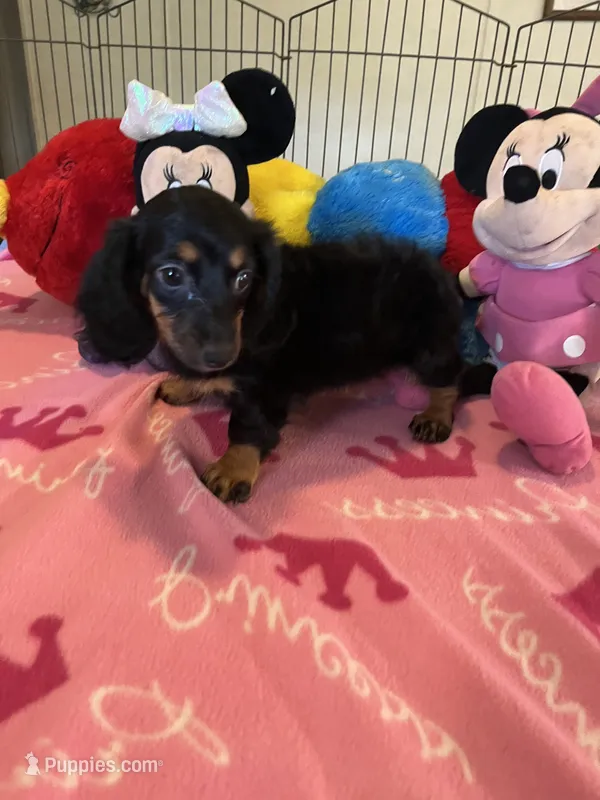 Lily (long hair) – Miniature Dachshund puppy for sale in Jacksonville, TX