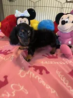 Lily (long hair), a female Miniature Dachshund for sale in Jacksonville, TX – 1 of 8
