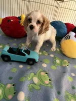 Biscuit , a male Cocker Spaniel and Cockalier for sale in Jacksonville, TX – 6 of 10
