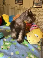 Max, a male Miniature Schnauzer for sale in Jacksonville, TX – 6 of 10