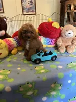 Red , a male Cavapoo for sale in Jacksonville, TX – 6 of 10
