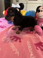 Lily (long hair), a female Miniature Dachshund for sale in Jacksonville, TX – 3 of 8
