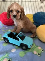 Max, a male Cocker Spaniel and Cockalier for sale in Jacksonville, TX – 2 of 9