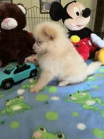 Teddy, a male Pomeranian for sale in Jacksonville, TX – 4 of 9
