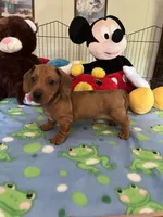 Max, a male Miniature Dachshund for sale in Jacksonville, TX – 4 of 10