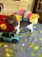 Bobo, a male Miniature Dachshund for sale in Jacksonville, TX – 2 of 9