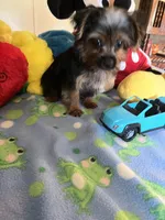 Davy, a male Yorkshire Terrier for sale in Jacksonville, TX – 6 of 9