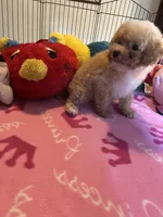 Kat, a female Maltipoo for sale in Jacksonville, TX – 7 of 8