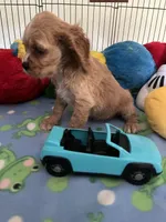 Max, a male Cocker Spaniel and Cockalier for sale in Jacksonville, TX – 6 of 9