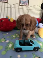 Red, a male Cocker Spaniel and Cockalier for sale in Jacksonville, TX – 3 of 10
