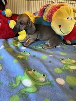Rusty, a male Miniature Dachshund for sale in Jacksonville, TX – 6 of 8