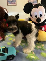 Davy, a male Miniature Schnauzer for sale in Jacksonville, TX – 9 of 10