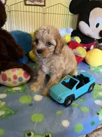 Tex, a male Cavapoo for sale in Jacksonville, TX – 5 of 9