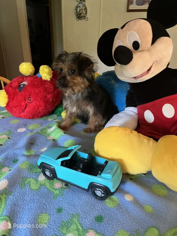 Davy – Yorkshire Terrier puppy for sale in Jacksonville, TX