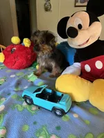 Davy, a male Yorkshire Terrier for sale in Jacksonville, TX – 1 of 9