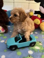 Tex, a male Cavapoo for sale in Jacksonville, TX – 3 of 9