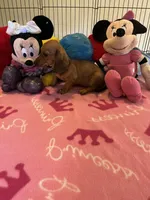 Daisy (short hair), a female Miniature Dachshund for sale in Jacksonville, TX – 3 of 10