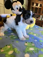 Doby, a male Miniature Schnauzer for sale in Jacksonville, TX – 7 of 8