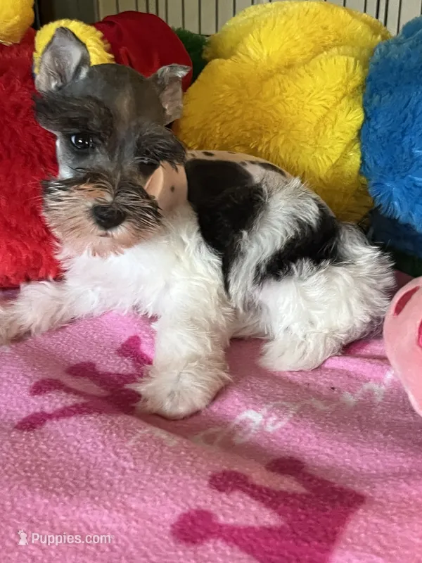 Katy – Miniature Schnauzer puppy for sale in Jacksonville, TX