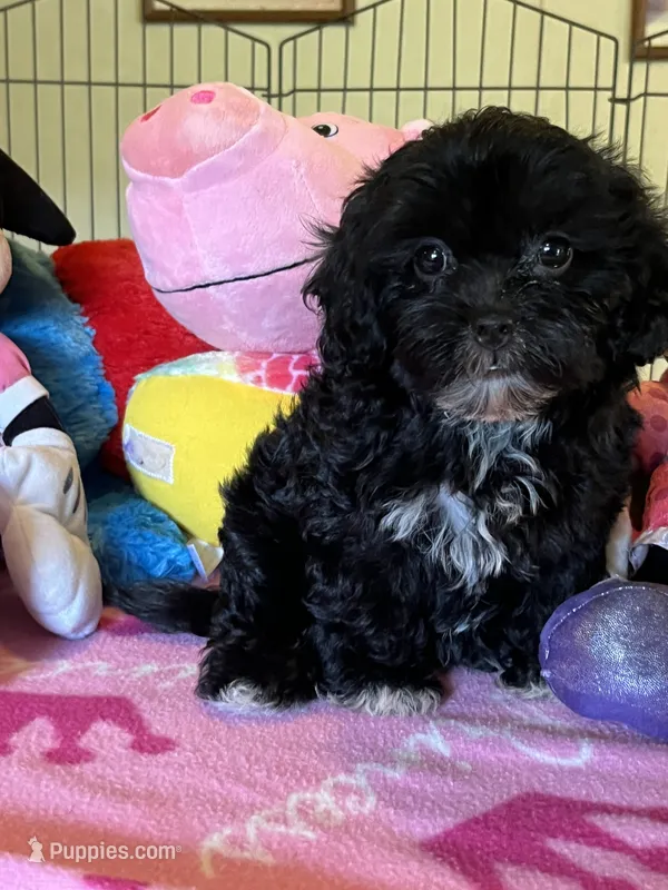 Maddie – Shihpoo, Shih Tzu puppy for sale in Jacksonville, TX
