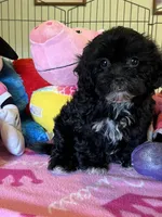Maddie, a female Shihpoo and Shih Tzu for sale in Jacksonville, TX – 1 of 8