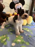Doby, a male Miniature Schnauzer for sale in Jacksonville, TX – 8 of 8