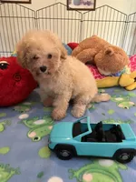Toby, a male Maltipoo for sale in Jacksonville, TX – 4 of 9