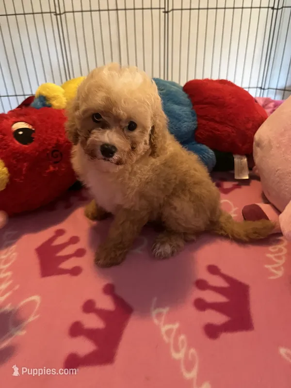 Kat – Maltipoo puppy for sale in Jacksonville, TX