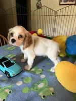 Biscuit , a male Cocker Spaniel and Cockalier for sale in Jacksonville, TX – 8 of 10