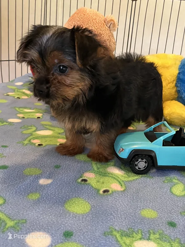 Gizmo – Yorkshire Terrier puppy for sale in Jacksonville, TX