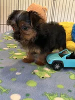 Gizmo, a male Yorkshire Terrier for sale in Jacksonville, TX – 1 of 9