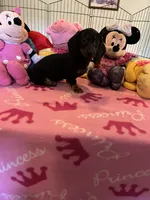 Sammi, a female Miniature Dachshund for sale in Jacksonville, TX – 6 of 10