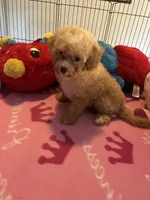 Kat, a female Maltipoo for sale in Jacksonville, TX – 5 of 8