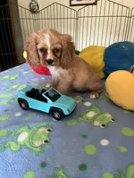 Red, a male Cocker Spaniel and Cockalier for sale in Jacksonville, TX – 9 of 10