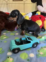 Samson, a male Miniature Dachshund for sale in Jacksonville, TX – 3 of 9