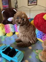 Red , a male Cavapoo for sale in Jacksonville, TX – 8 of 10