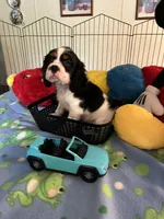 Clyde, a male Cocker Spaniel and Cockalier for sale in Jacksonville, TX – 3 of 10