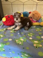 Sam, a male Miniature Schnauzer for sale in Jacksonville, TX – 2 of 10