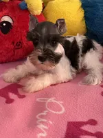 Katy, a female Miniature Schnauzer for sale in Jacksonville, TX – 8 of 9