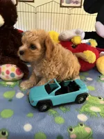 Tex, a male Cavapoo for sale in Jacksonville, TX – 4 of 9