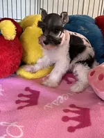 Katy, a female Miniature Schnauzer for sale in Jacksonville, TX – 2 of 9