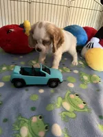 Biscuit , a male Cocker Spaniel and Cockalier for sale in Jacksonville, TX – 4 of 10