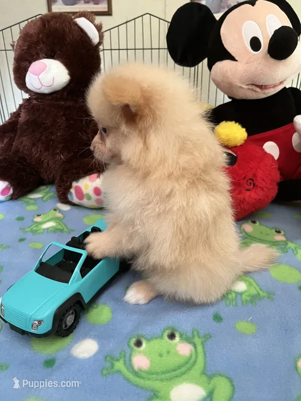 Teddy – Pomeranian puppy for sale in Jacksonville, TX