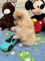 Teddy, a male Pomeranian for sale in Jacksonville, TX – 1 of 9