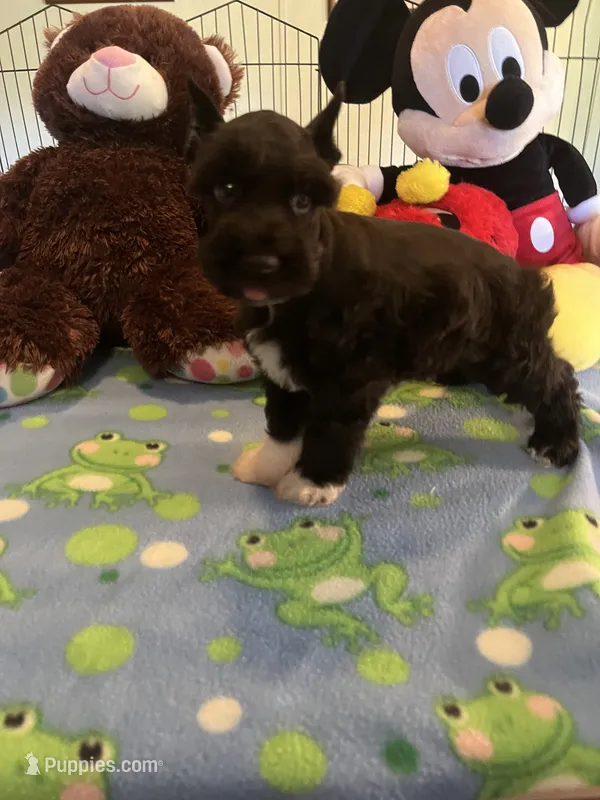 Coco – Miniature Schnauzer puppy for sale in Jacksonville, TX