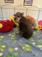 Sam, a male Miniature Schnauzer for sale in Jacksonville, TX – 7 of 10